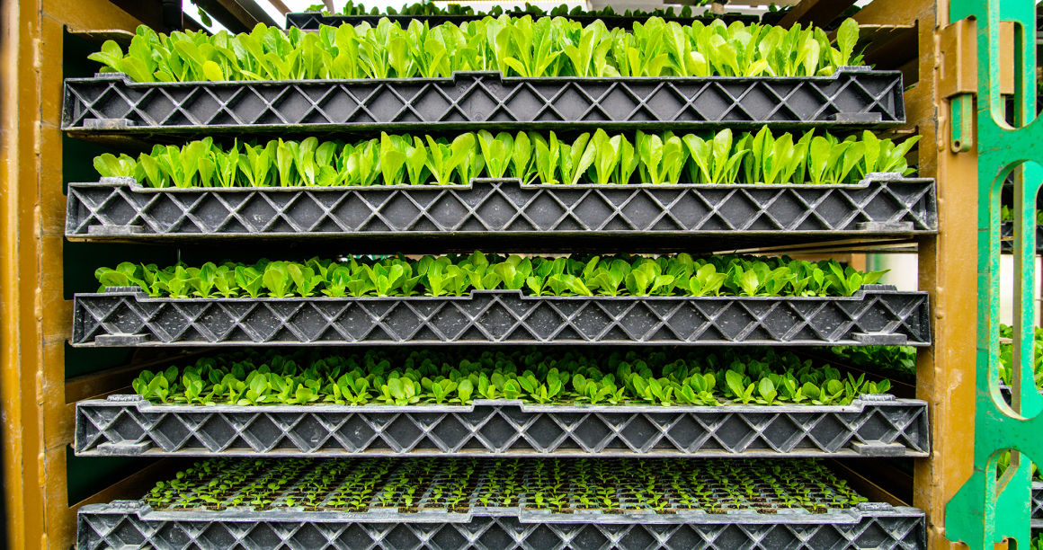 Transplanting at different stages